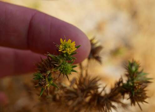 Image of common tarweed