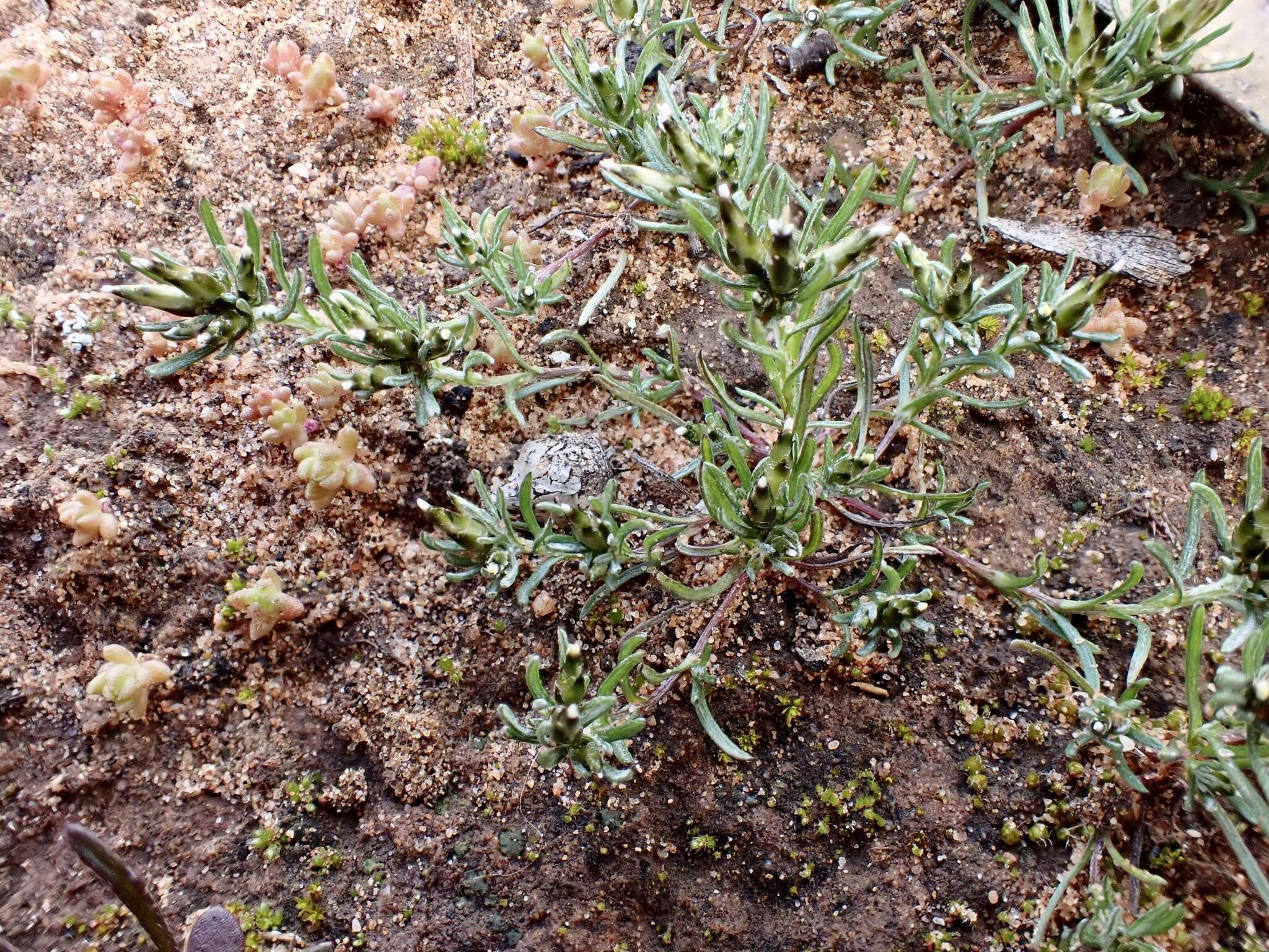 Imagem de Rhodanthe pygmaea (DC.) P. G. Wilson