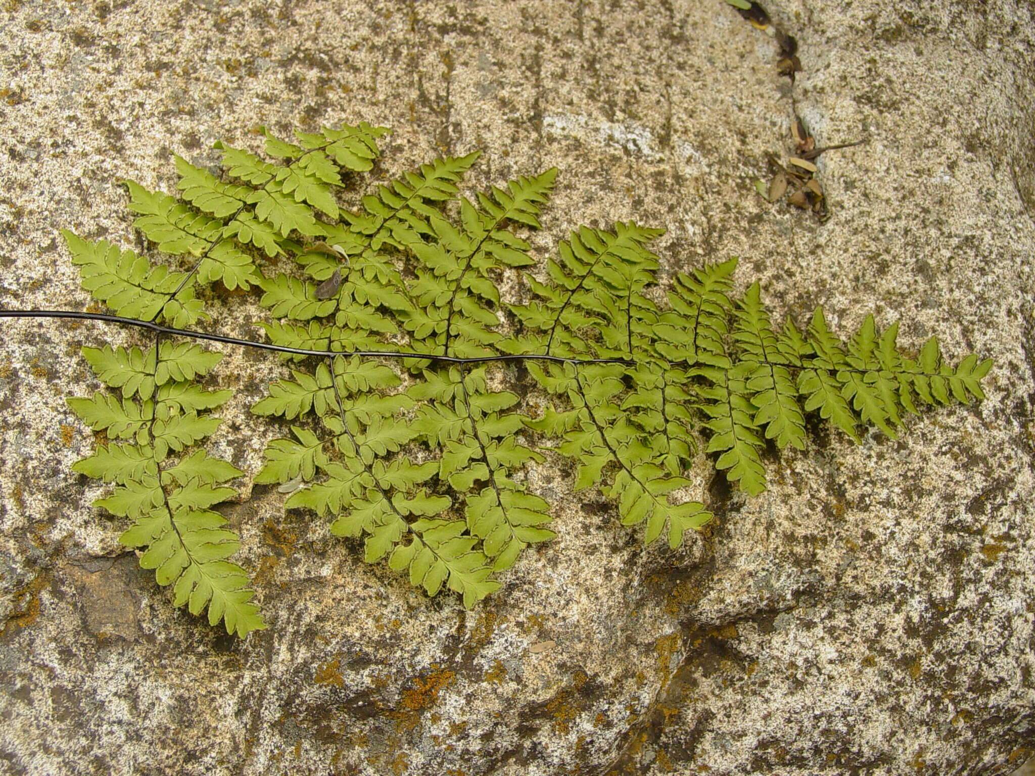 Image of rival lipfern