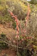 Image of Gasteria brachyphylla var. brachyphylla