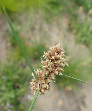 Ficinia bulbosa (L.) Nees resmi