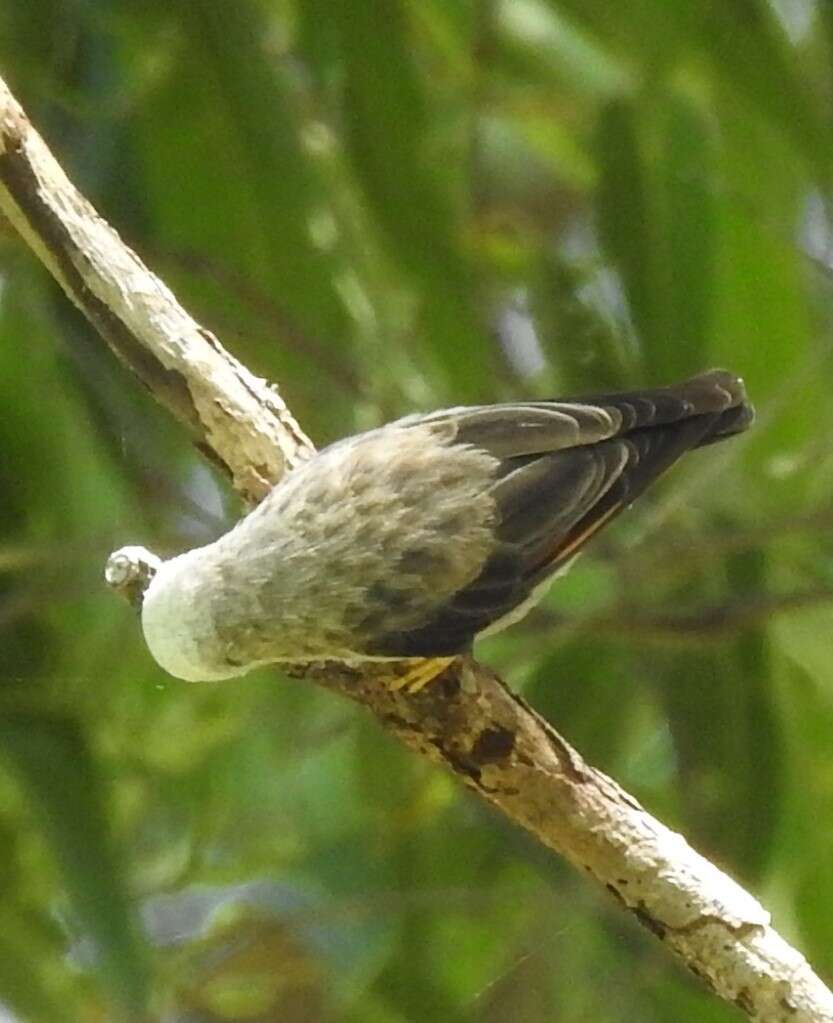 Image of Daphoenositta chrysoptera leucocephala (Gould 1838)