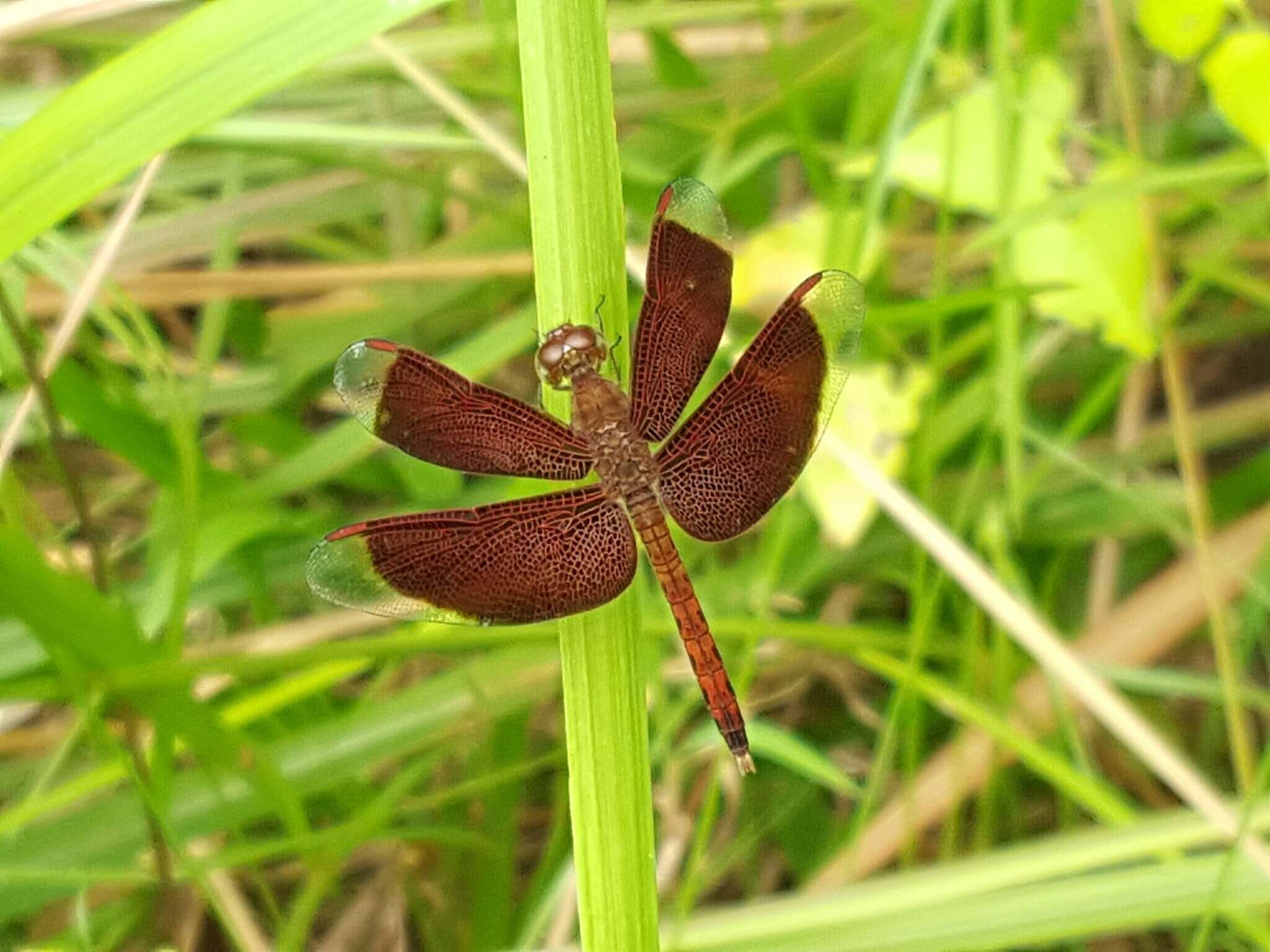 Image of Common Parasol