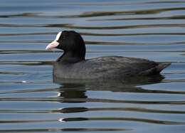 Image of Common Coot