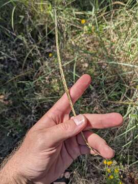 Imagem de Trachypogon spicatus (L. fil.) Kuntze