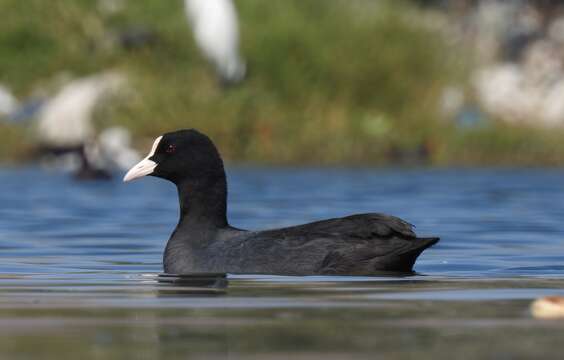 Image of Common Coot