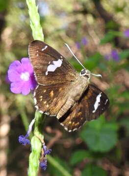 Image of Common spotted Flat