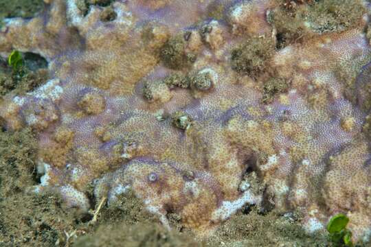 Montipora patula Verrill 1869的圖片