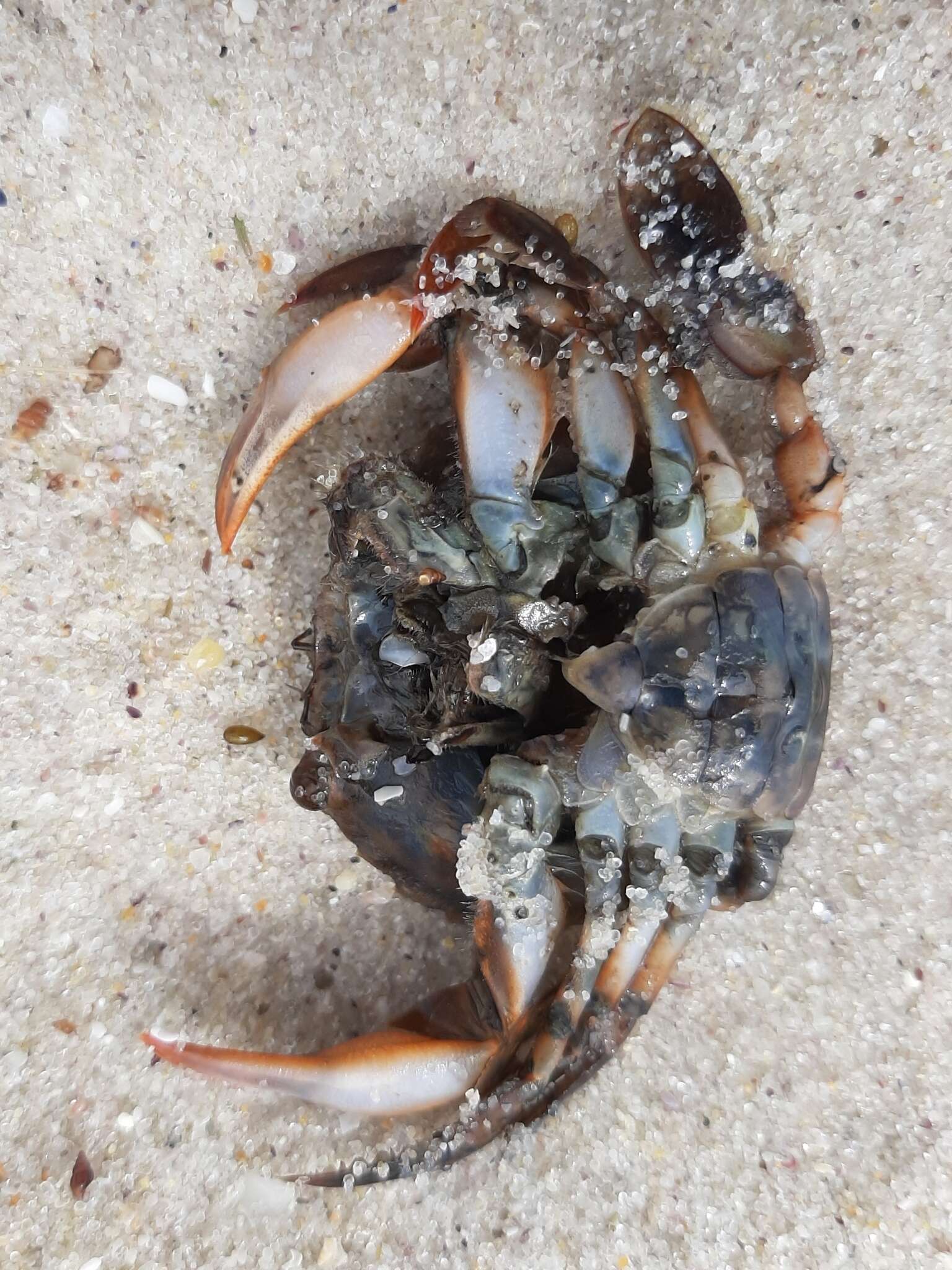 Image of Henslow's swimming crab