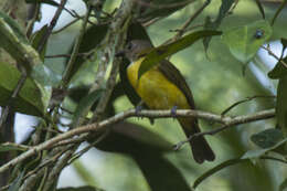 Image of Yellow-bellied Whistler