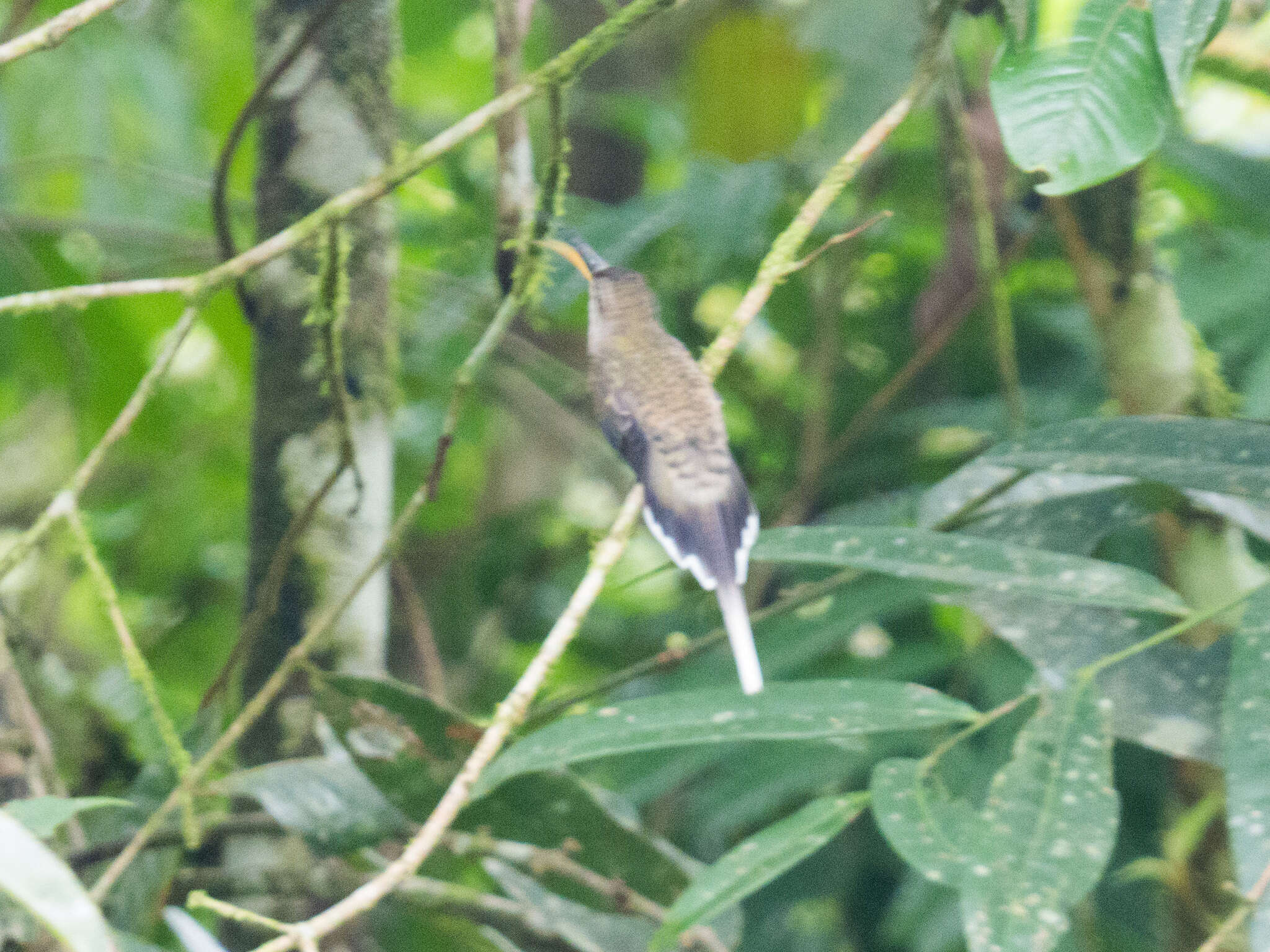 Слика од Phaethornis anthophilus (Bourcier 1843)