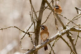 Image of White-whiskered Spinetail