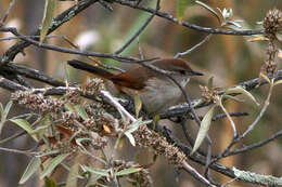 Image of ovenbirds