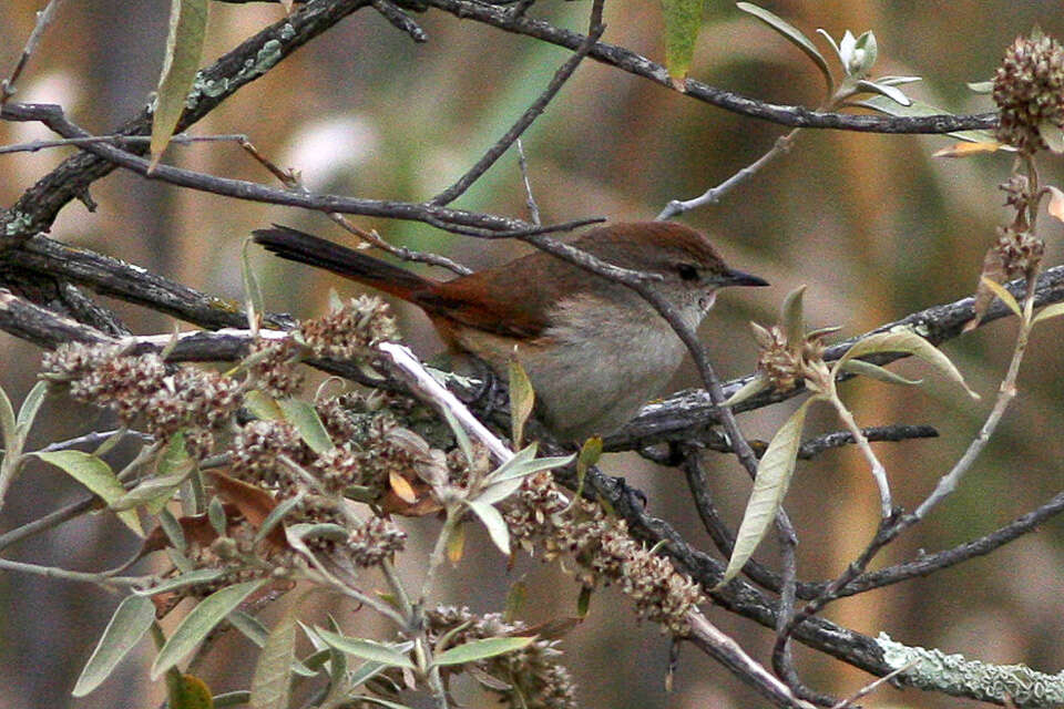 Image of ovenbirds