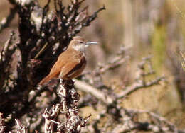 Image of Straight-billed Earthcreeper