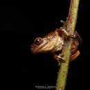 Image of Dendropsophus norandinus Rivera-Correa & Gutiérrez-Cárdenas 2012