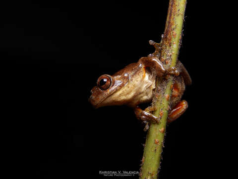 Image of Dendropsophus norandinus Rivera-Correa & Gutiérrez-Cárdenas 2012