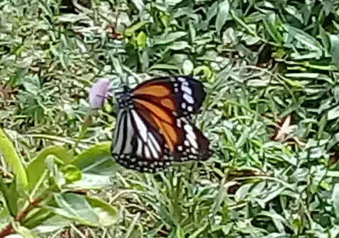 Image de Danaus (Anosia) melanippus subsp. hegesippus Cramer 1777