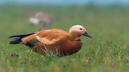 Image of Ruddy Shelduck