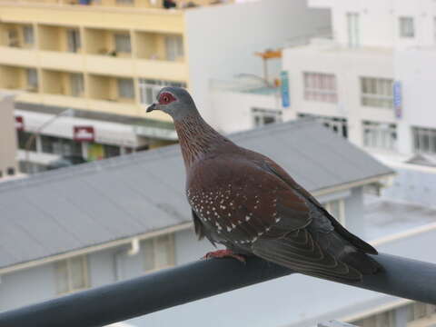 صورة Columba guinea Linnaeus 1758