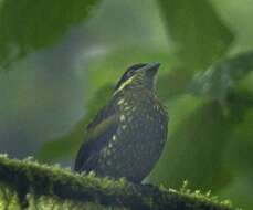 Image of Ampelioides Verreaux & J 1867