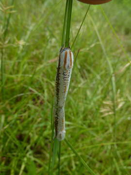 Image of Azygophleps scalaris Fabricius 1775