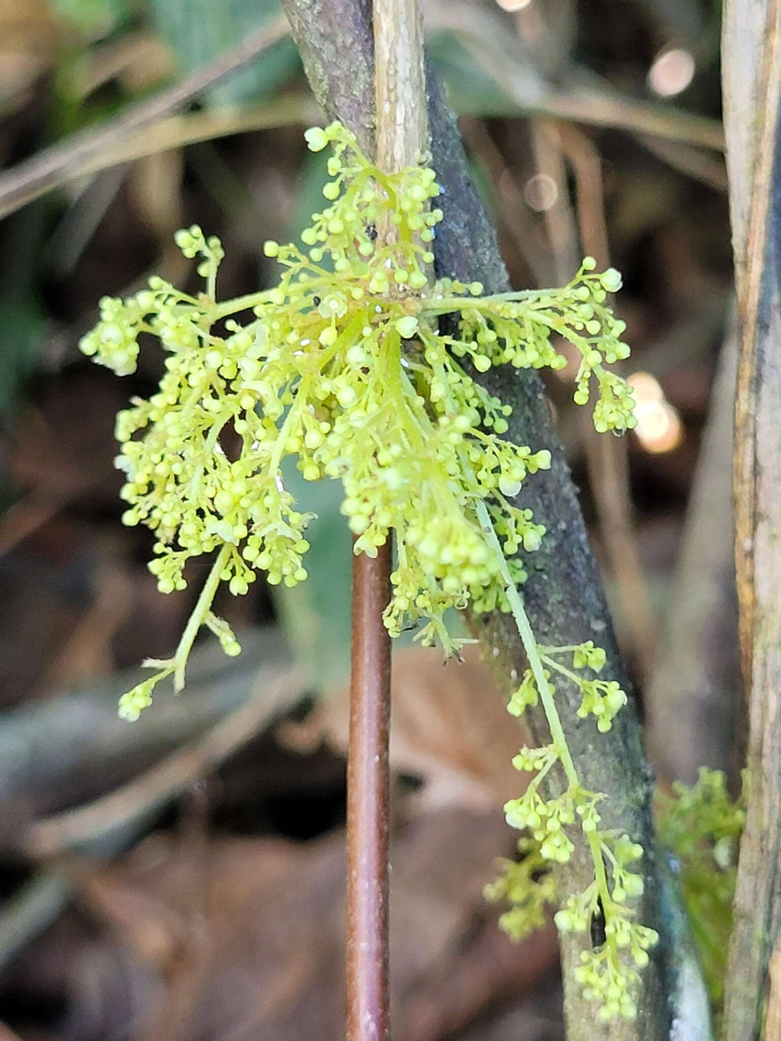 Image of Cissampelos andromorpha DC.