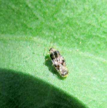 Image of Naochila parvella (Drake 1954)