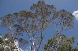 صورة Melaleuca foliolosa A. Cunn. ex Benth.