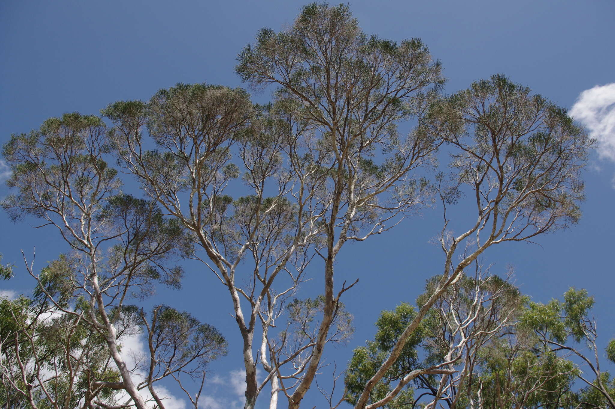 صورة Melaleuca foliolosa A. Cunn. ex Benth.