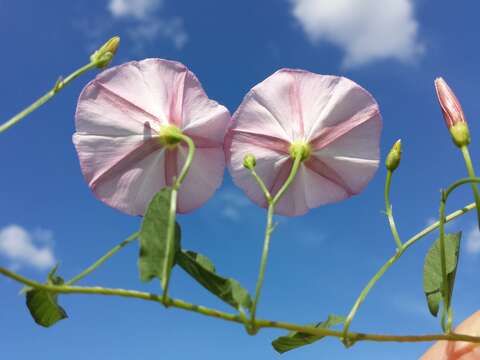 Imagem de Convolvulus arvensis L.