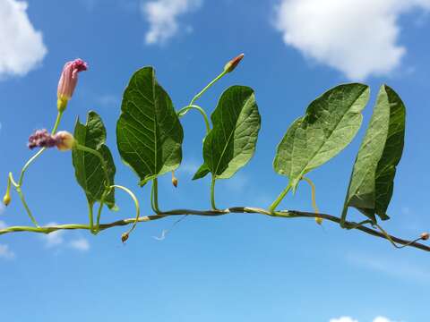 Imagem de Convolvulus arvensis L.