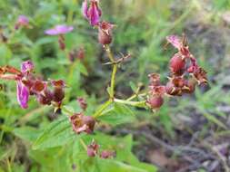 Imagem de Rhexia virginica L.