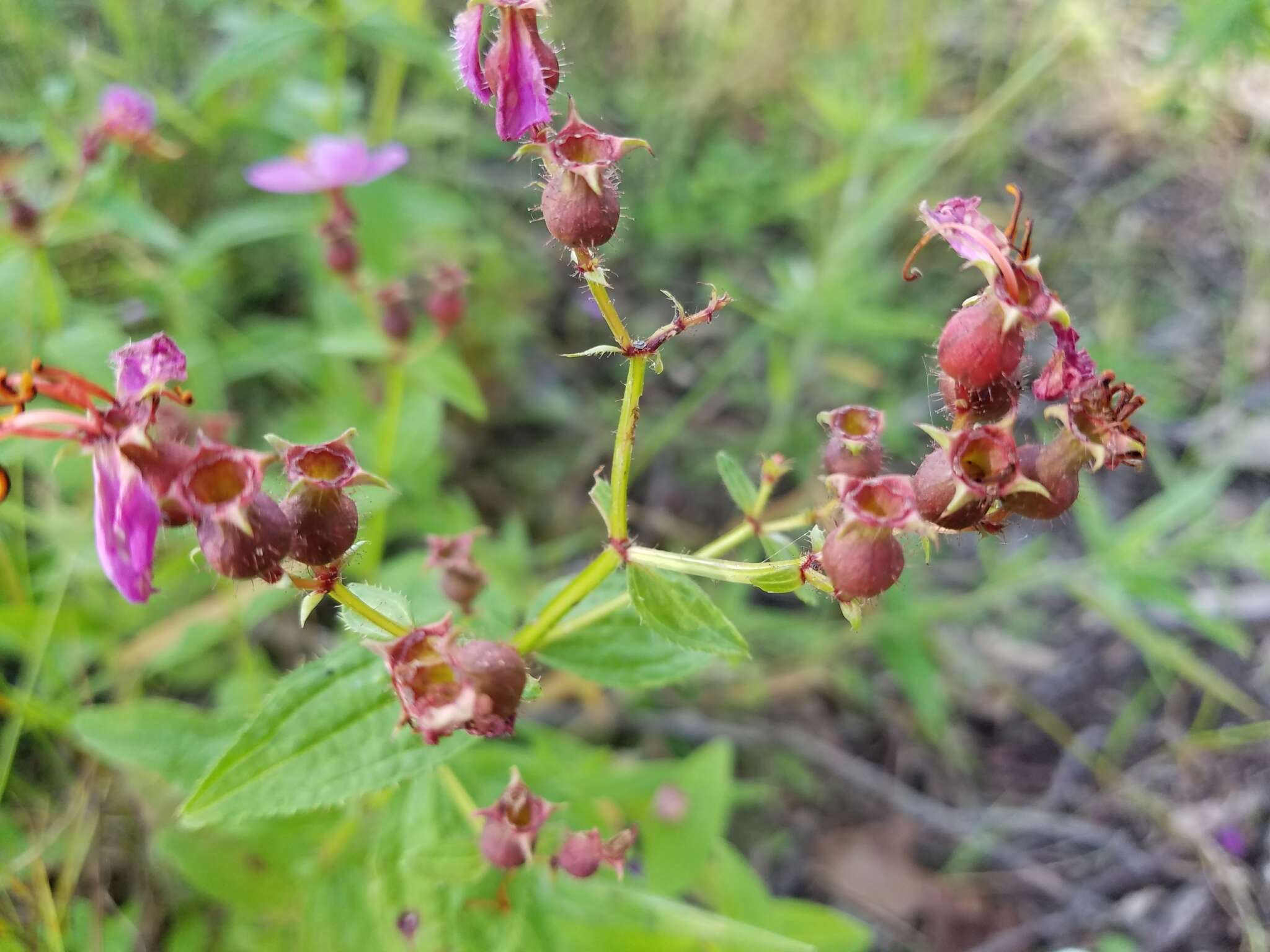 Imagem de Rhexia virginica L.