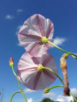 Image of Field Bindweed