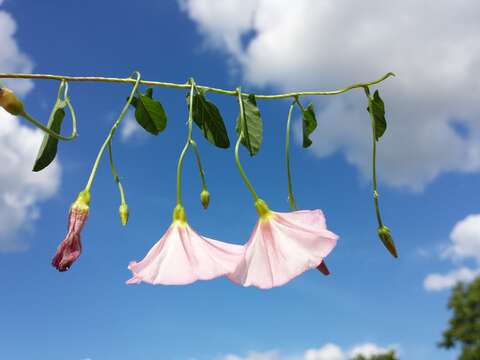 Image of Field Bindweed