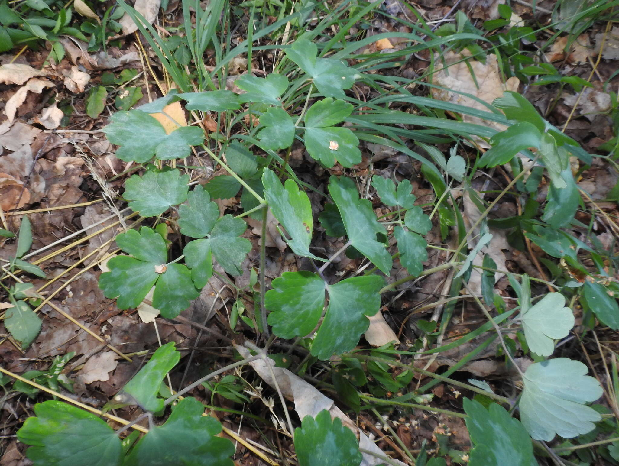 Erysiphe aquilegiae subsp. aquilegiae resmi