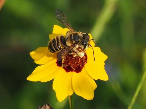 Image of White-footed Leaf-cutter Bee