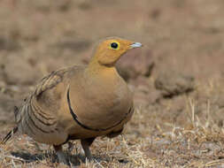 Image of Chestnut-bellied Sandgrouse