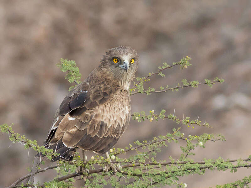 Image of Short-toed Eagle