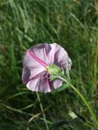 Convolvulus cantabrica L.的圖片