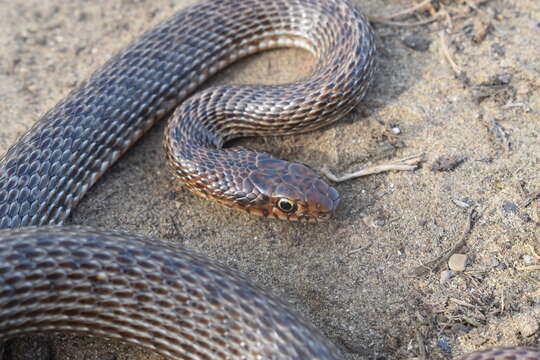 Dolichophis schmidti (Nikolsky 1909)的圖片