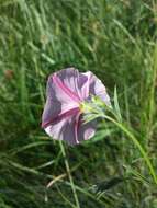 Convolvulus cantabrica L.的圖片