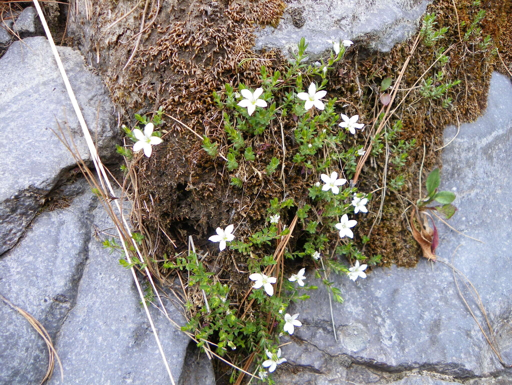 Imagem de Arenaria oresbia Greenm.