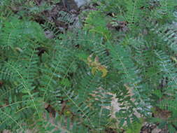 Image of Russian milkvetch