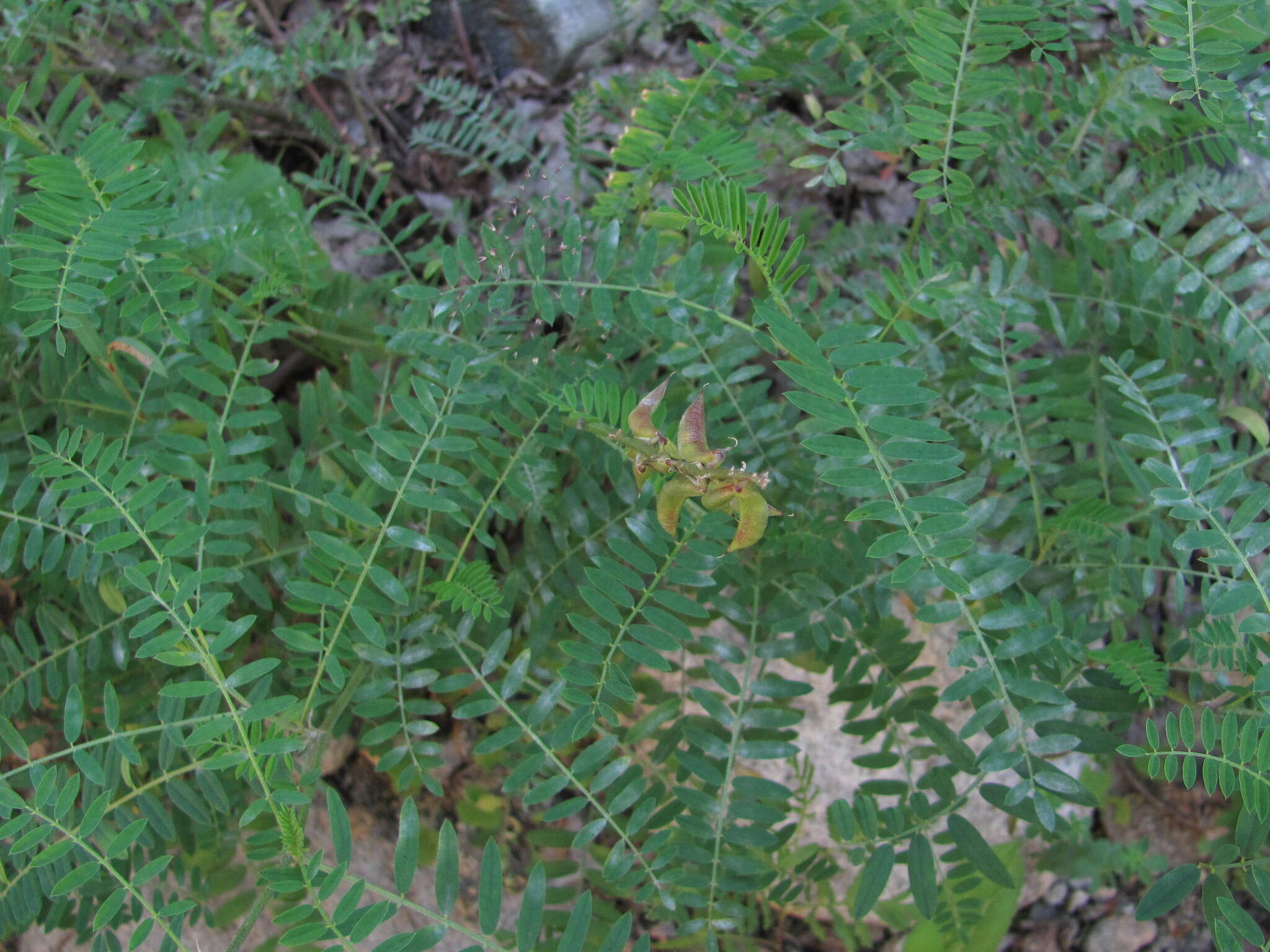 Image of Russian milkvetch