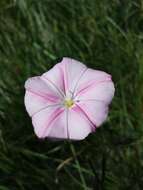 Convolvulus cantabrica L.的圖片