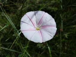 Convolvulus cantabrica L.的圖片