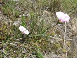 Convolvulus cantabrica L.的圖片