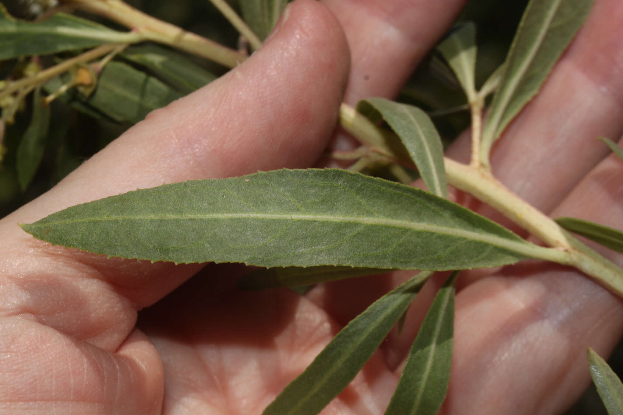 Escallonia angustifolia C. Presl resmi